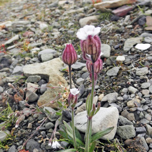 Silene involucrata furcata Svalbard Longyearbyen 2014 1 A.Elven a